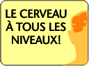 cerveau-a-tous-les-niveaux