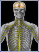 interactive-physiology