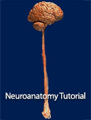 neuroanatomy-tutorials
